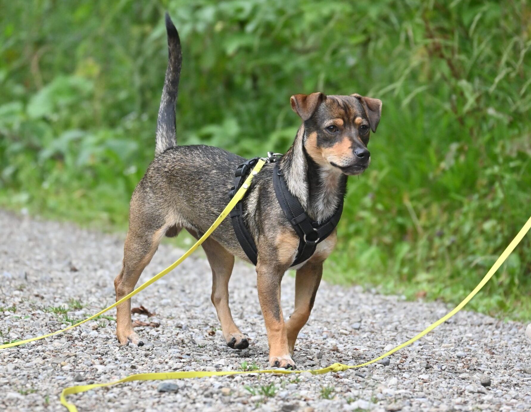 Tierschutzhund Kurs Tierschutzhund