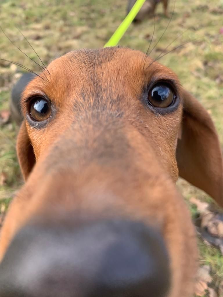 Nunzio Nase (1) Tierschutzhund