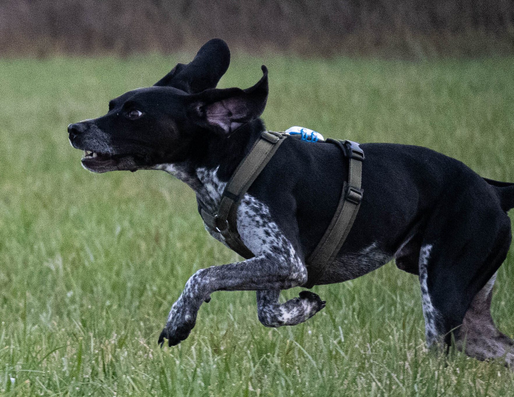 Antijagdtraining München