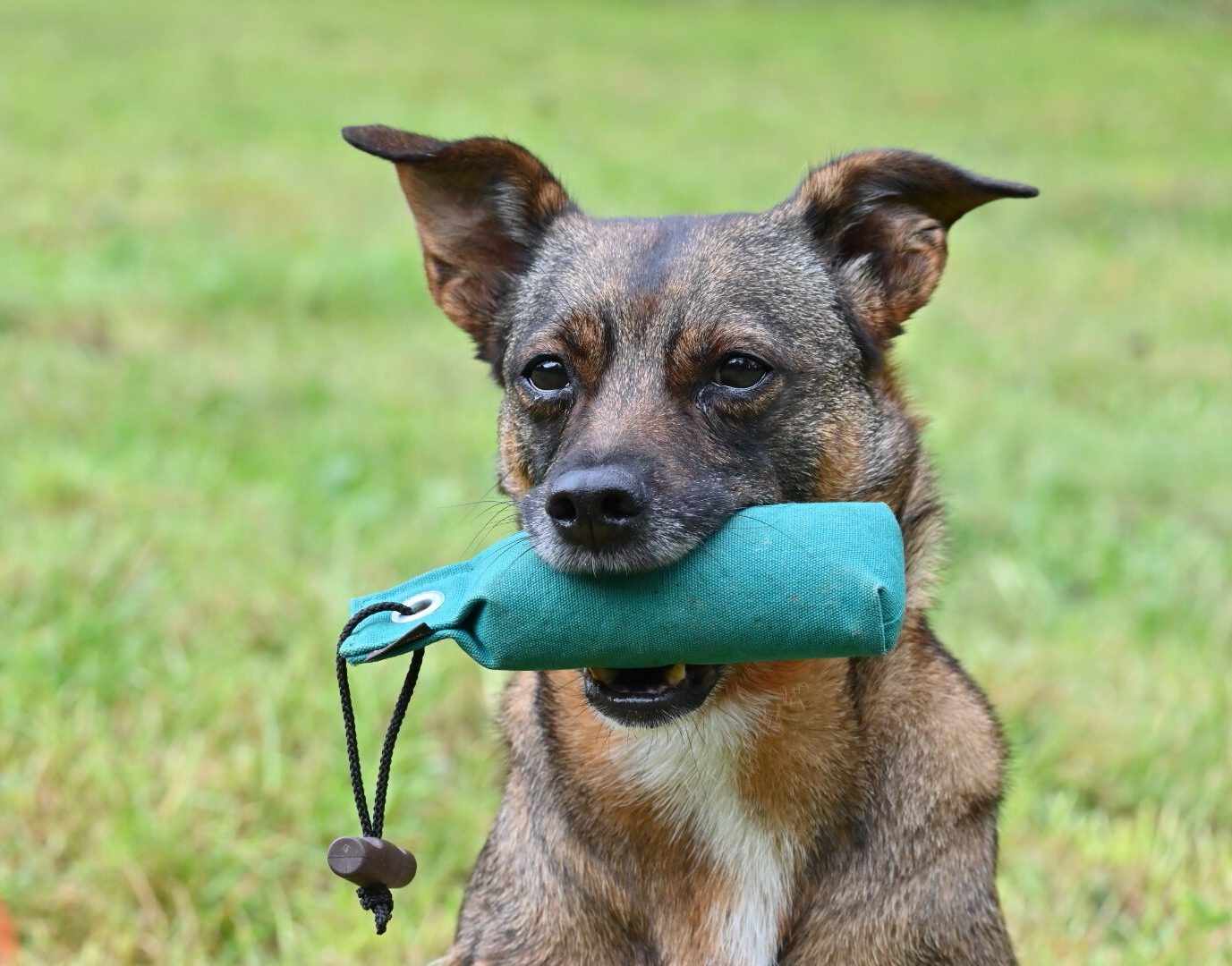 Dummytraining München